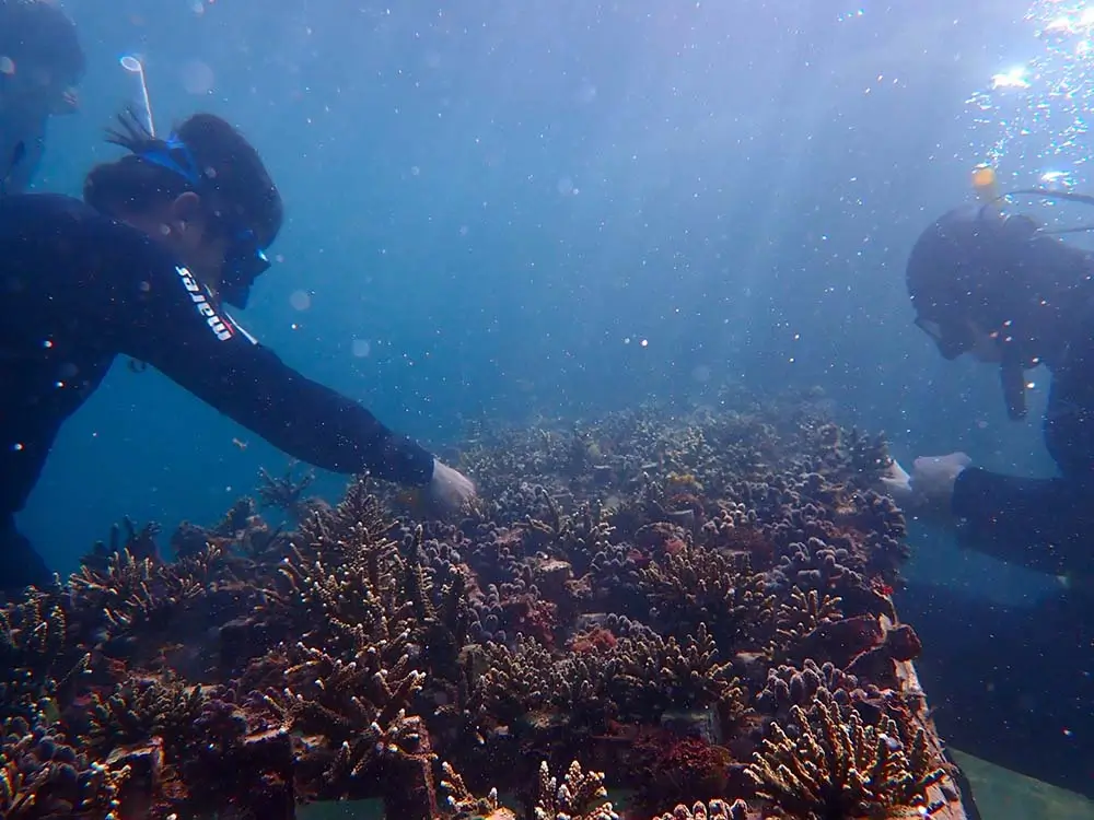 Coral planting